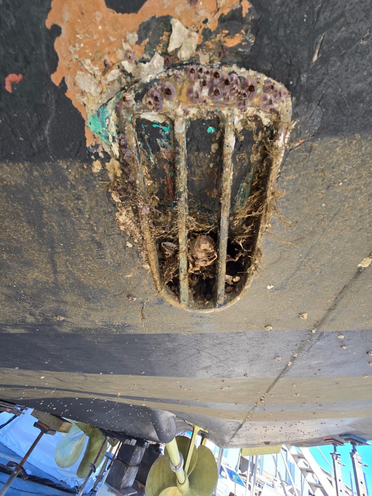 Barnacle-fouled seawater intake grate found at haul-out